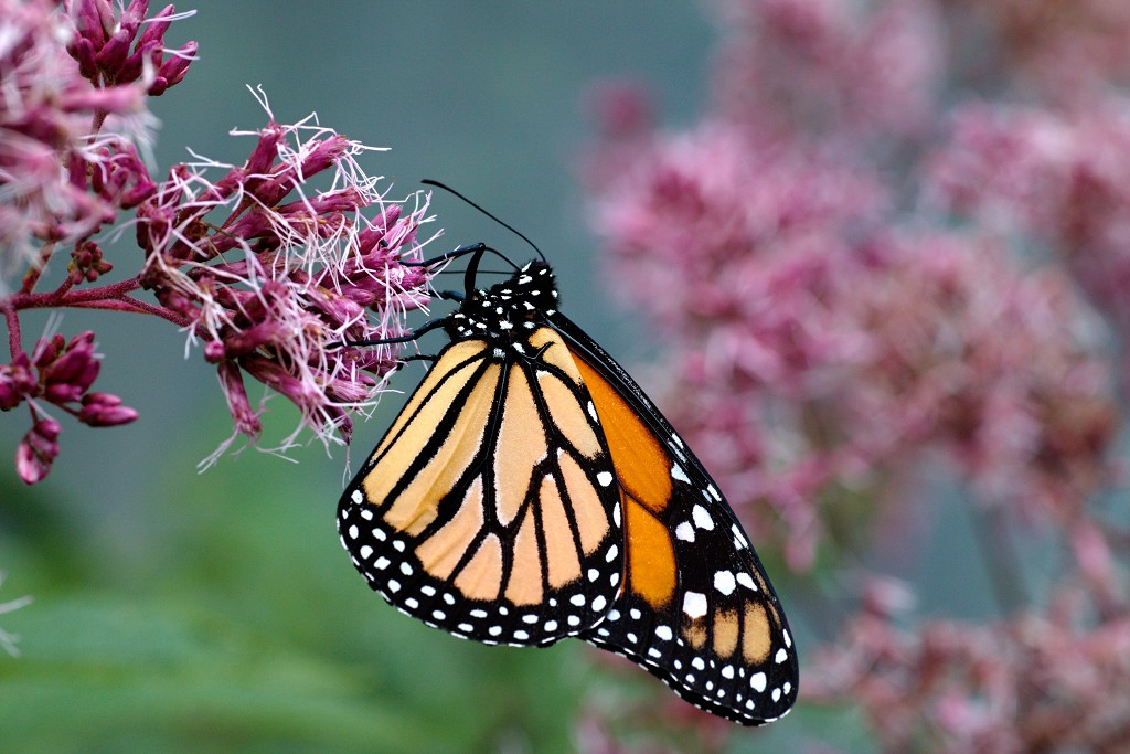 vlinder vlinders hdr insect insecten nederland uitheems Lepidoptera rups rupsen vlindertuin natuur